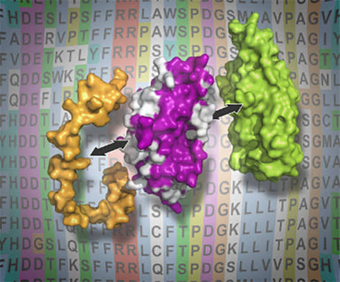 Protein Structure Prediction & Molecular Modeling